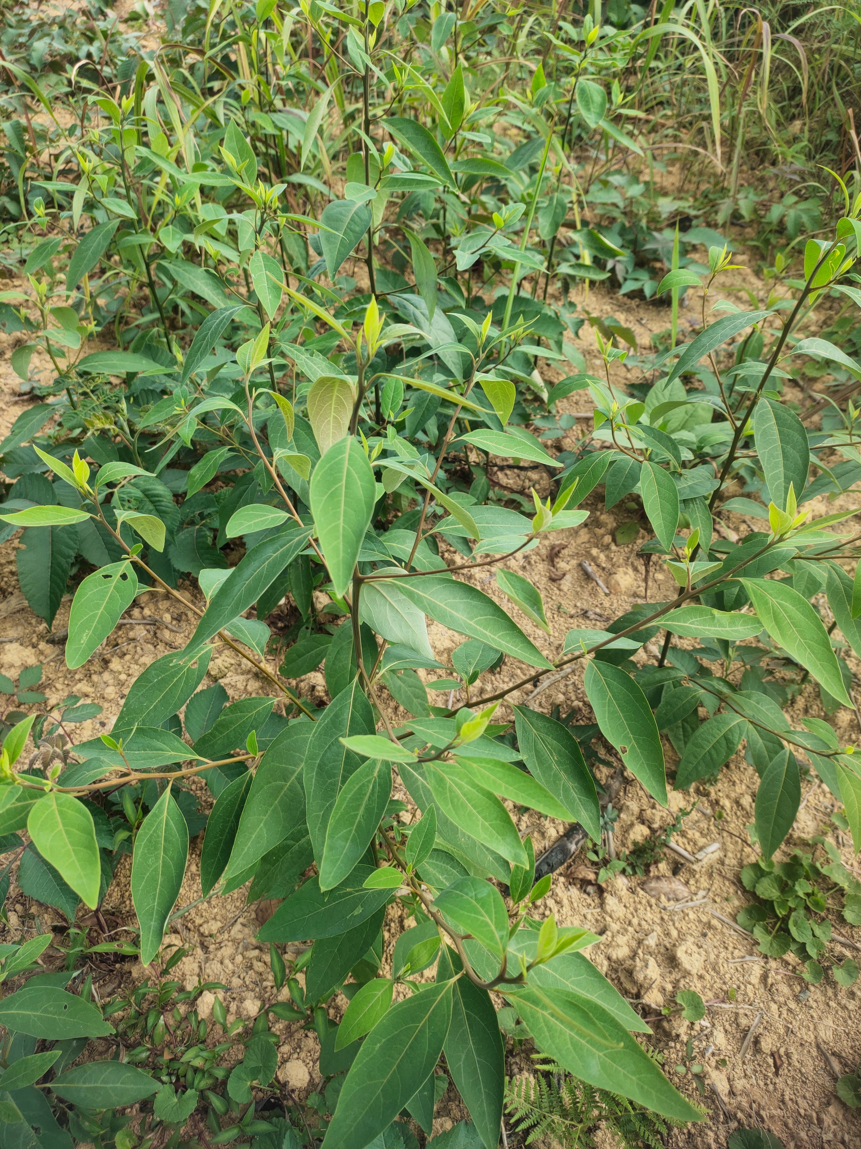 木姜子树苗大量供应裸根实生苗种植
